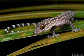 New Gecko Species Discovered in Northeast India: Cyrtodactylus jayadityai Boosts Biodiversity